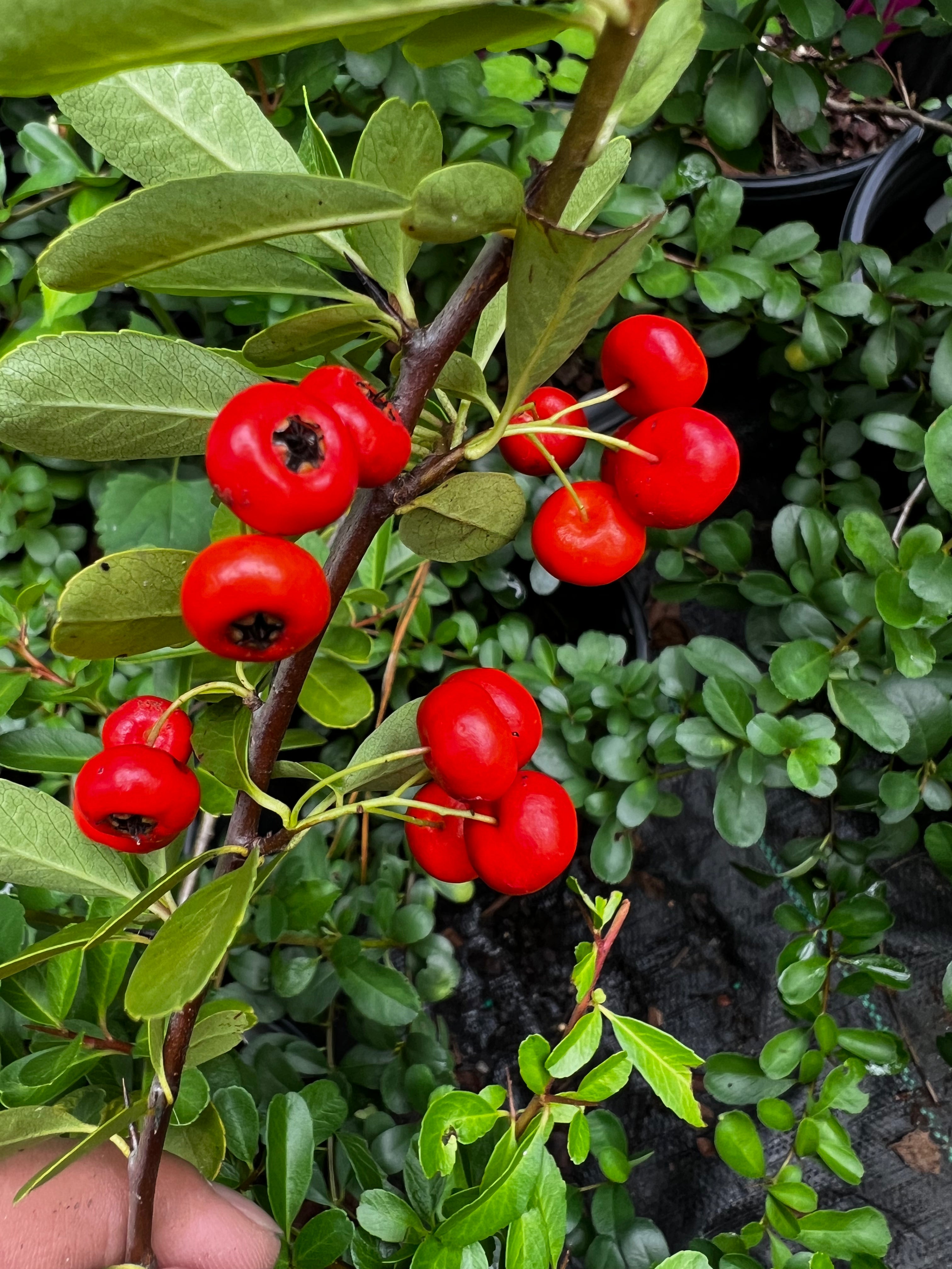 Pyracantha Government Red