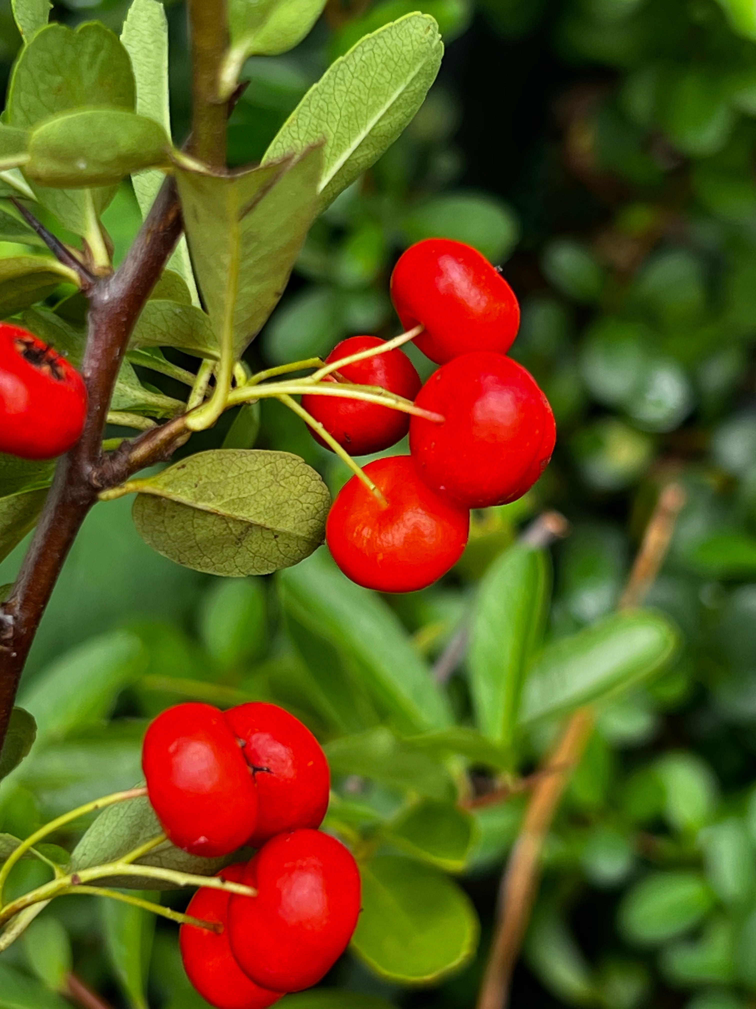 Pyracantha Government Red