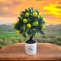 Artificial Mini Lemon Bonsai Tree – Realistic Faux Citrus Decor