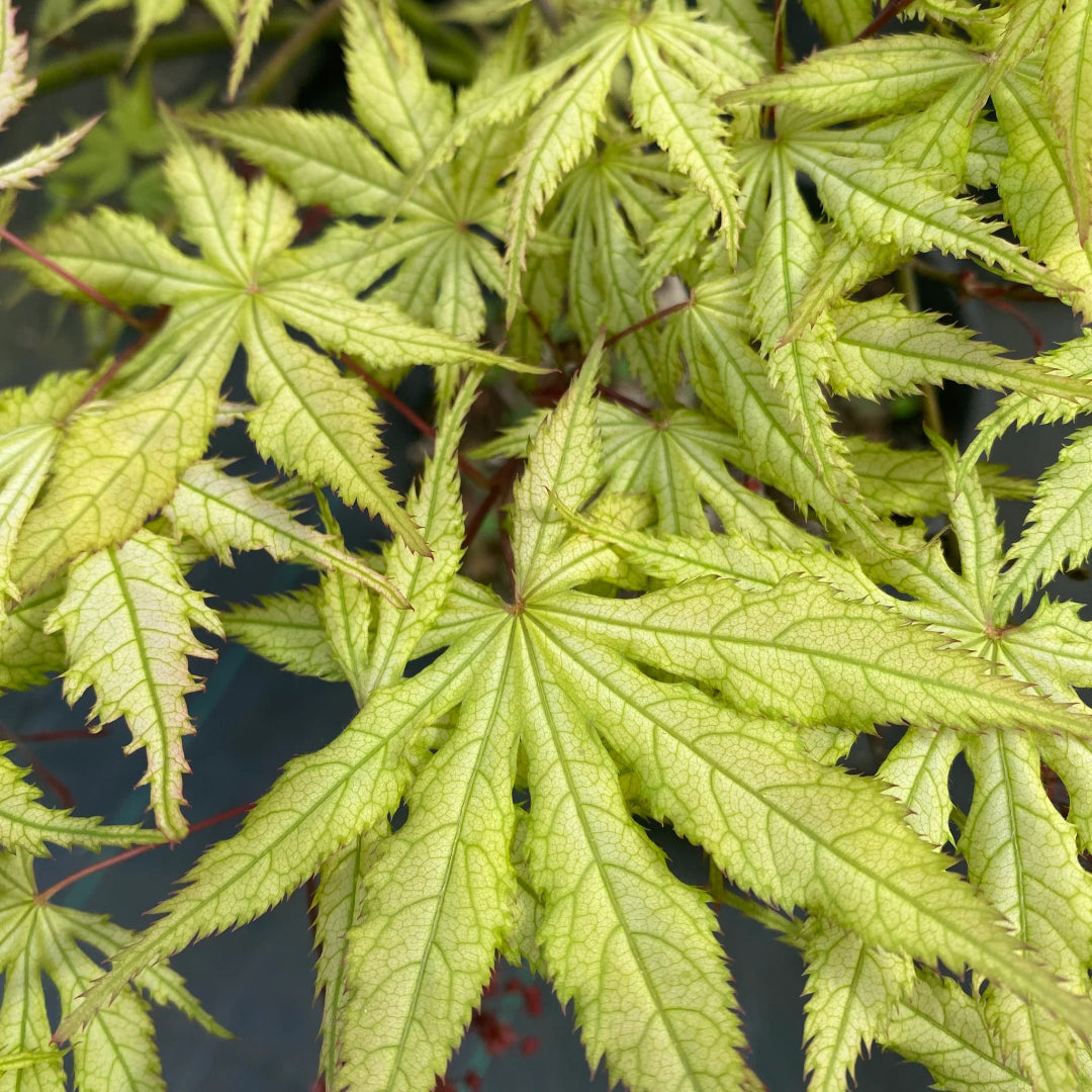 Grandma Ghost Japanese Maple