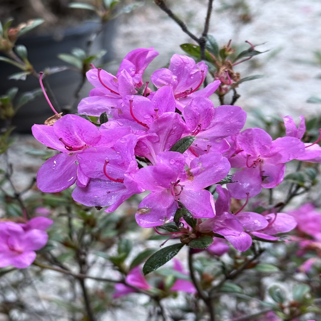 Encore Azalea Autumn Amethyst