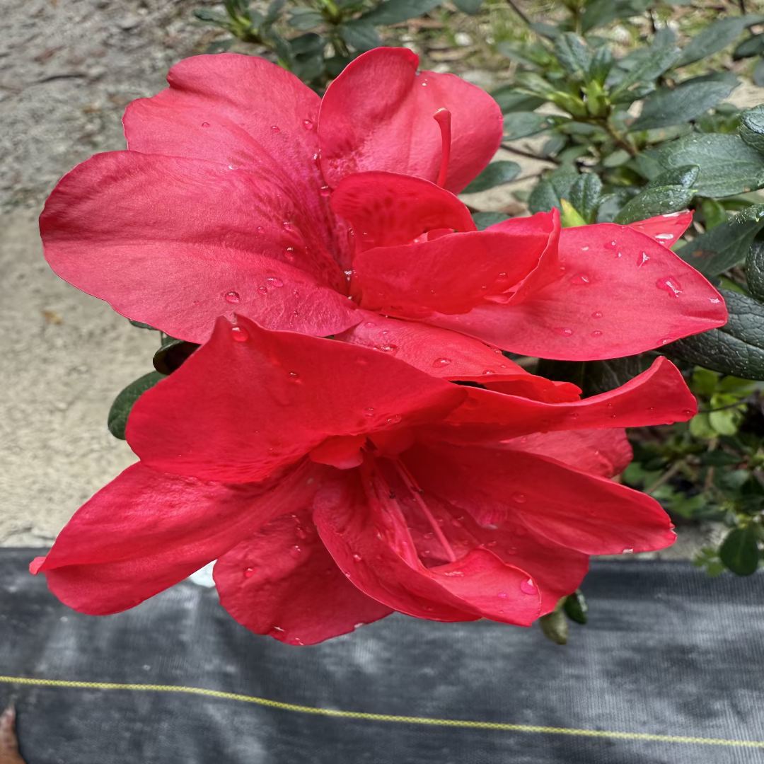 Bonsai Bonfire Azalea (Live Plant)