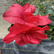 Bonsai Bonfire Azalea (Live Plant)