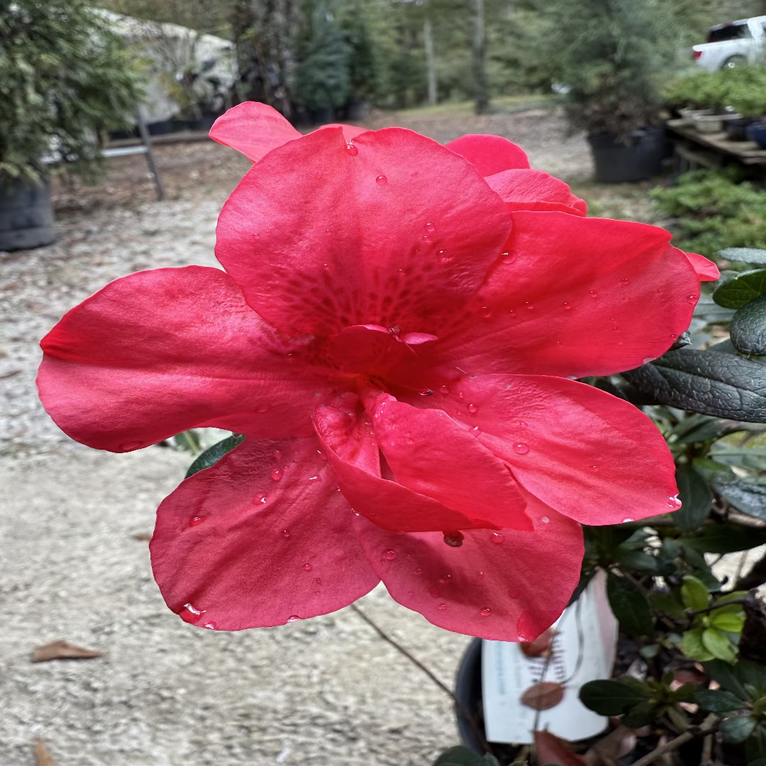 Bonsai Bonfire Azalea (Live Plant)