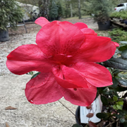 Bonsai Bonfire Azalea (Live Plant)