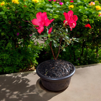 Bonsai Bonfire Azalea (Live Plant)
