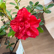 Bonsai Bonfire Azalea (Live Plant)