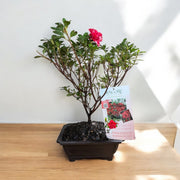 Bonsai Bonfire Azalea (Live Plant)
