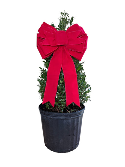 Emerald Spades Cone Holly