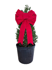 Emerald Spades Cone Holly