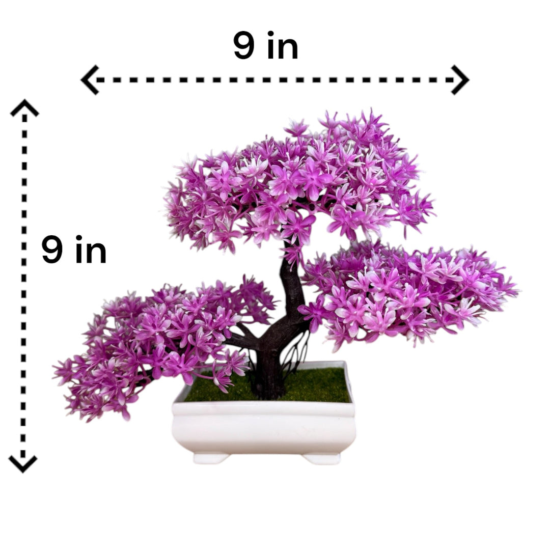 Gorgeous Bonsai with Very Attractive Pot with choice of your color -Good Gift
