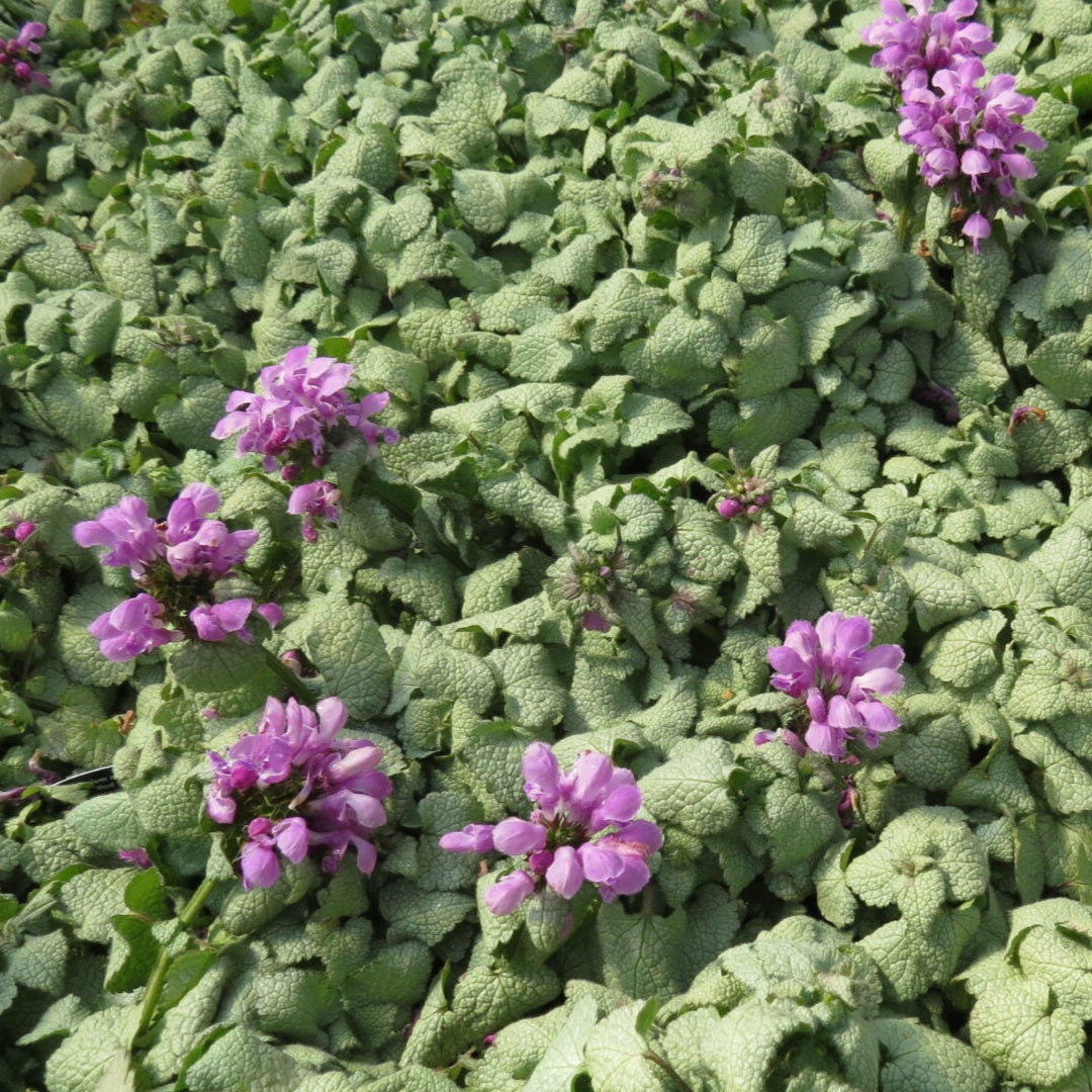 Lamium maculatum &
