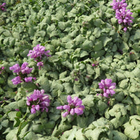 Lamium maculatum 'Red Nancy'