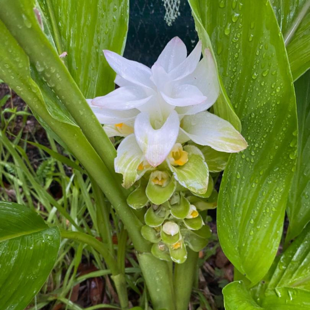 Ginger Zingiber Officinale aka True Ginger