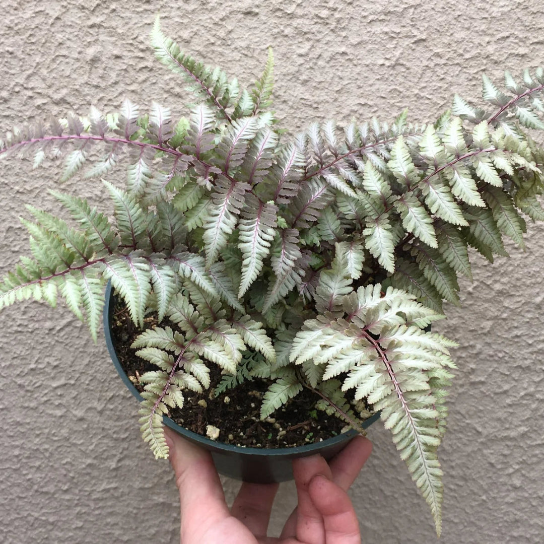 Athyrium niponicum &