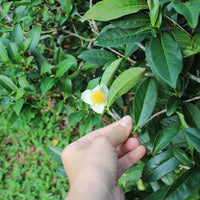 Big Leaf Tea Plant-