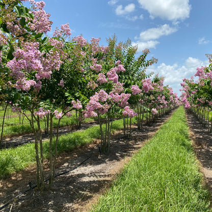 Blooming Muskogee Crape Myrtle in landscape