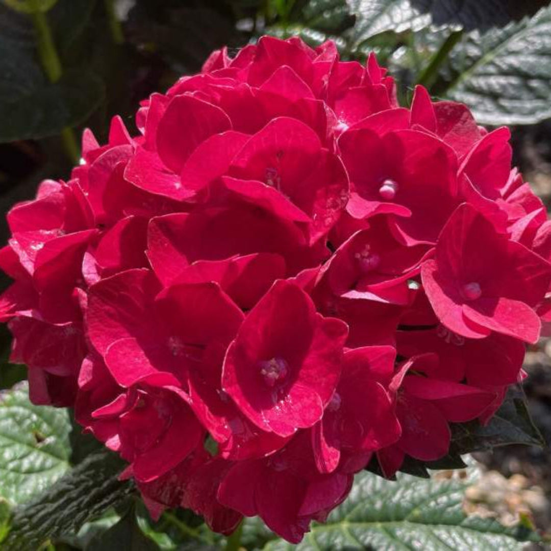 Hydrangea heart throb