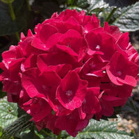 Hydrangea heart throb