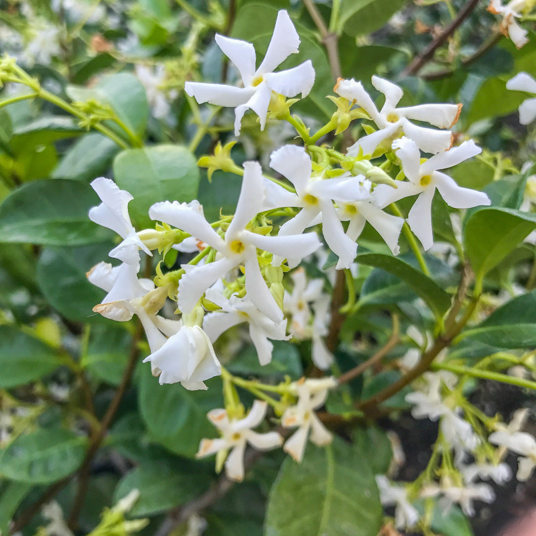 Star Jasmine