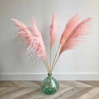 Pink Pampas Grass