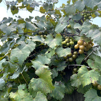 Welder Muscadine
