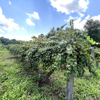 Welder Muscadine