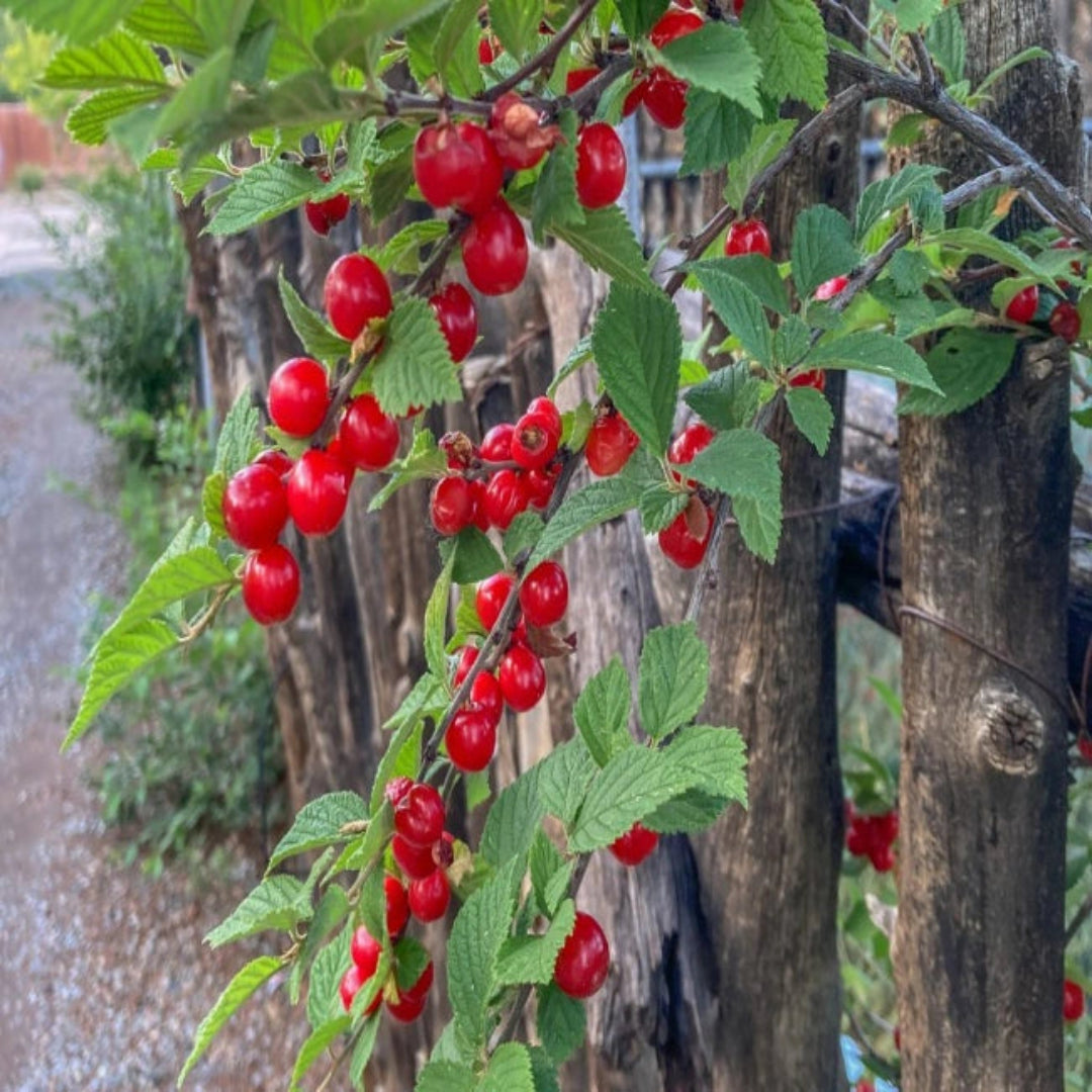 Nanking Cherry Shrub for Edible Red Cherries
