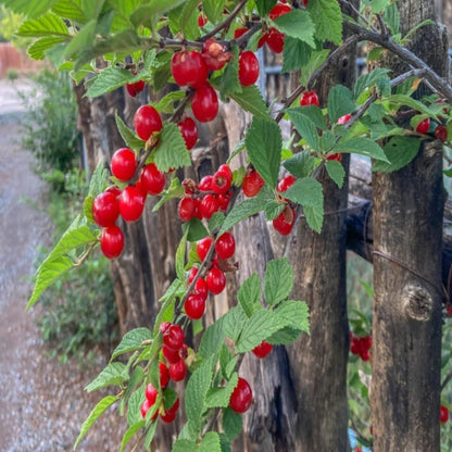 Nanking Cherry Shrub for Edible Red Cherries