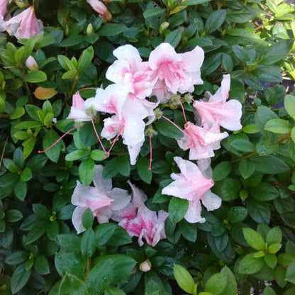 Autumn Chiffon Encore Azalea