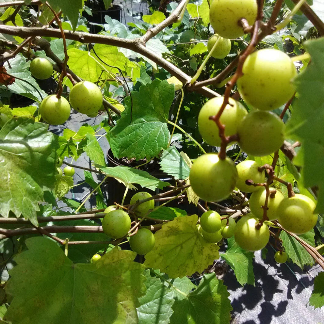 Creek Muscadine Grape Vine