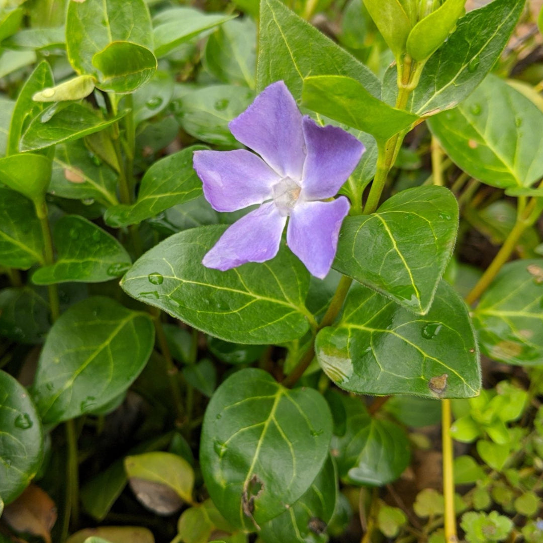 Vinca Major Big Leaf Periwinkle - [CG]