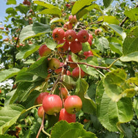 Young Dolgo Crabapple tree planted in garden with full canopy