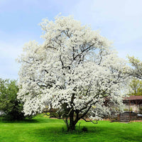 Early stage White Flowering Dogwood Tree