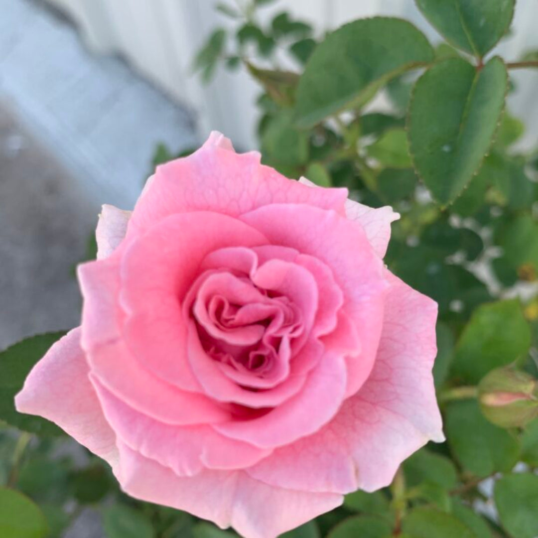 Brindabella Rose Touch of Pink