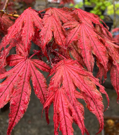 Acer Palmatum Olsen&