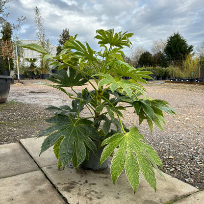 Fatsia Japonica Foliage Plant