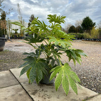 Fatsia Japonica Foliage Plant