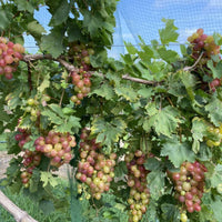 Victoria Red Grape Vine