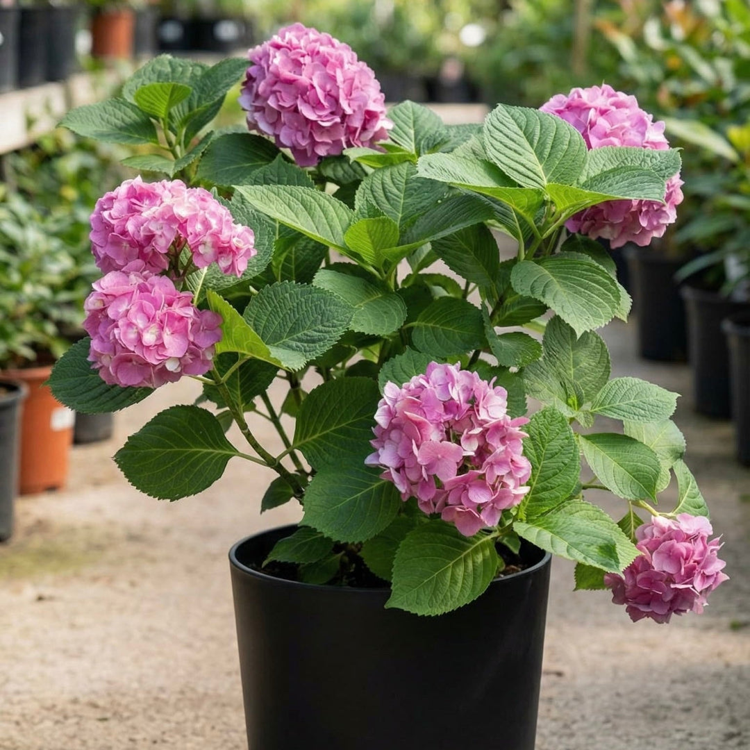 Show Stopper Hydrangea