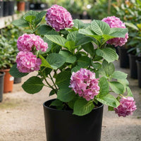 Show Stopper Hydrangea