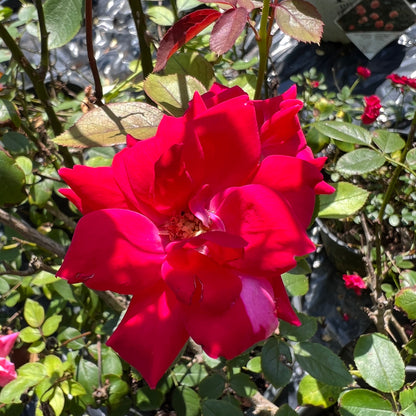 Double Knock Out Rose