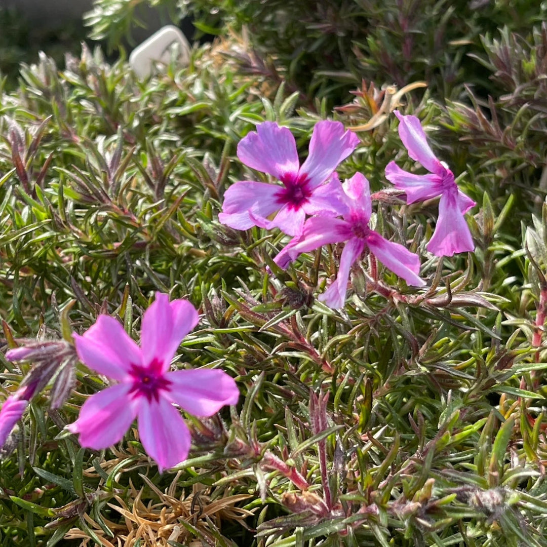 Red Wings Creeping Phlox Subulata