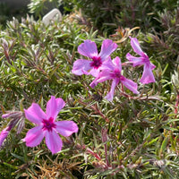 Red Wings Creeping Phlox Subulata