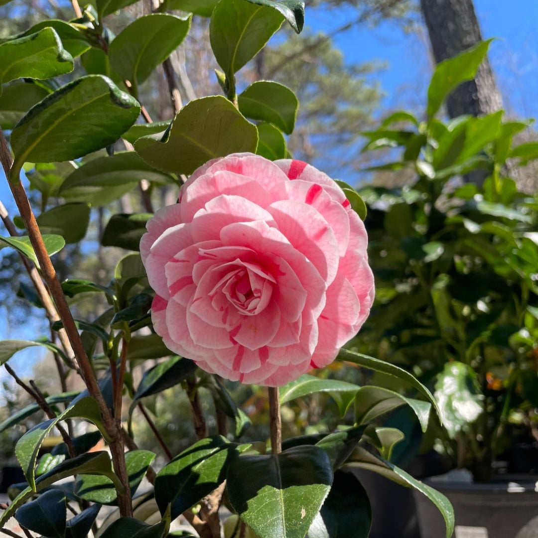 La Peppermint Camellia Japonica