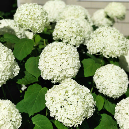 Annabelle Hydrangea (White Hydrangea)