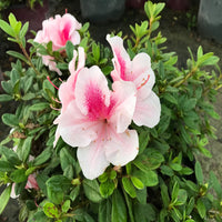 Autumn Chiffon Encore Azalea