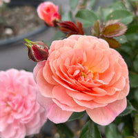 Container grown Apricot Drift Rose showing healthy growth