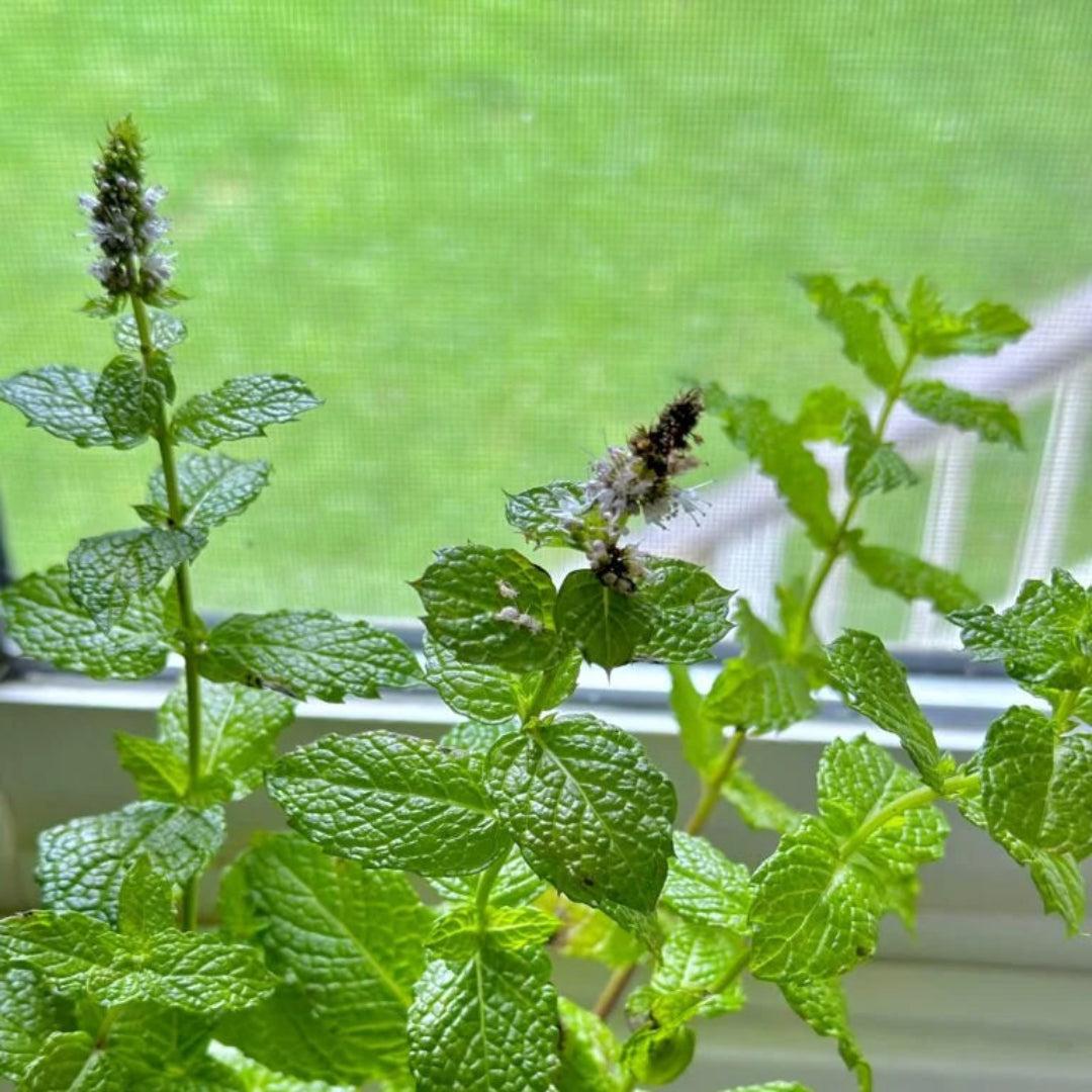 Herb: Mint, Peppermint, Scented Leaves with Tiny Lavender Flowers
