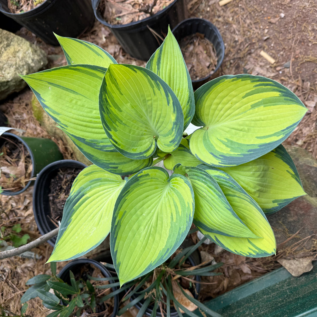 June Hosta
